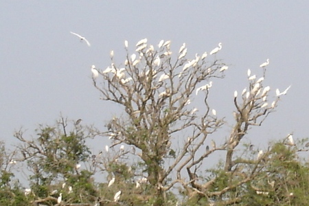Birds in Vietnam national parks